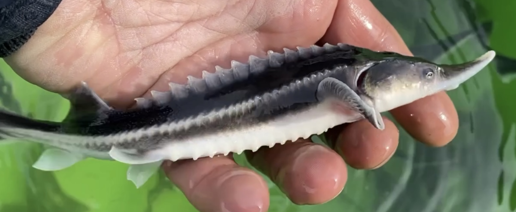 ГЛАВНЫЕ ОШИБКИ НОВИЧКОВ. ЗАПУСКАЕМ БЕСТЕРА И КОИ, А ТАК ЖЕ ВНОСИМ ХЛОРЕЛЛУ В ПРУД. смотреть онлайн