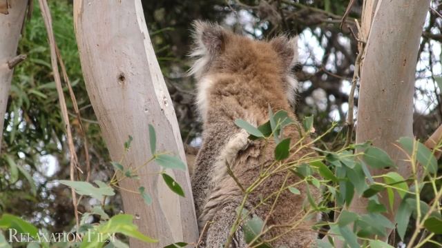 Cute Baby Animals ? 4K - Relaxation Film With Peaceful Relaxing Music And Animals Video Ultra HD