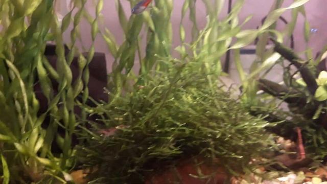 Аквариум 5 литров-это просто! смотреть онлайн