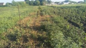 Гербициды Канон и Берилл против пырея через 22 дня после обработки, итог.