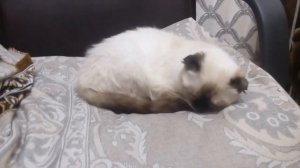 Как сделать укол кошке в холку