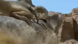 ВЕЛОЦИРАПТОР | Каков он на самом деле?