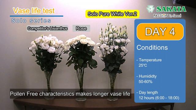 Pollen Free Lisianthus / Solo & PF Wild Type