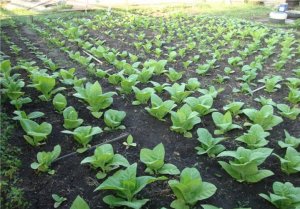 Посадка рассады табака.
