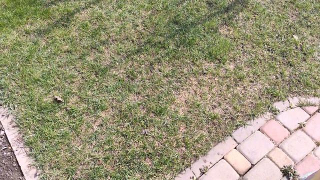 Уход за газоном после зимы - 1 неделя после обработки. Весна, видео №3 (04.04.2021) смотреть онлайн