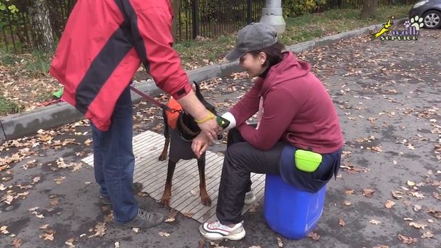 Доберман Тильда взятие за руку и упирание носом в руку смотреть онлайн