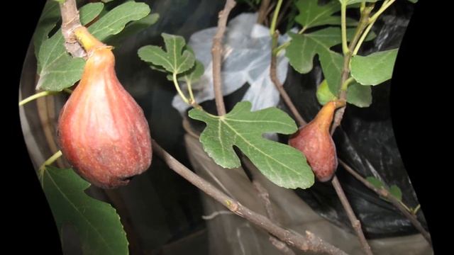 Инжир уход смотреть онлайн