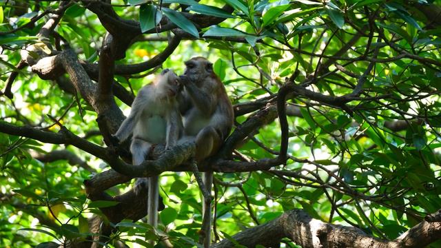 The WORLD Of ANIMALS In 8K ULTRA HD • Amazing Wildlife And Nature Sounds 8K TV