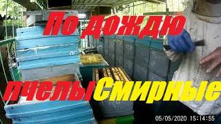 Дождь работе с пчелами не мешает.За 2 дня пчелы отстроили 50% гнездовой суши 8-рам корпусного улья. смотреть онлайн