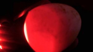 ОВОСКОПИРОВАНИЕ ГУСИНЫХ ЯИЦ ?? НА 14 СУТКИ ✅