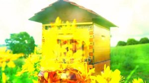 Как пчёлы делают мёд?