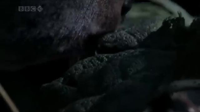 The Pudu смотреть онлайн