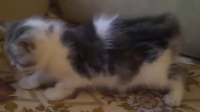 кошечка черный мраморный с белым смотреть онлайн