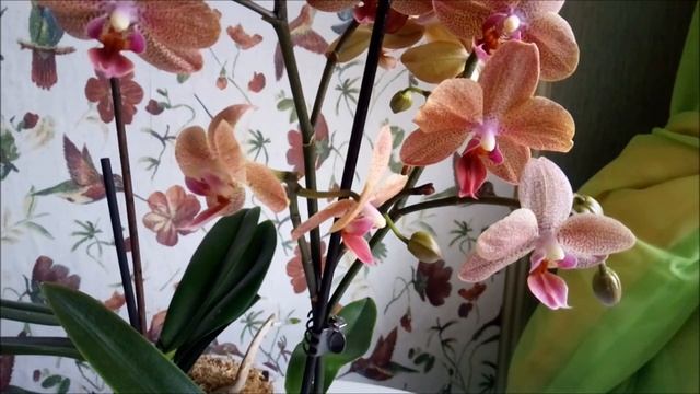 Я не варю кору для орхидей)))Почему?)))Быстрый полив во мхе))) смотреть онлайн