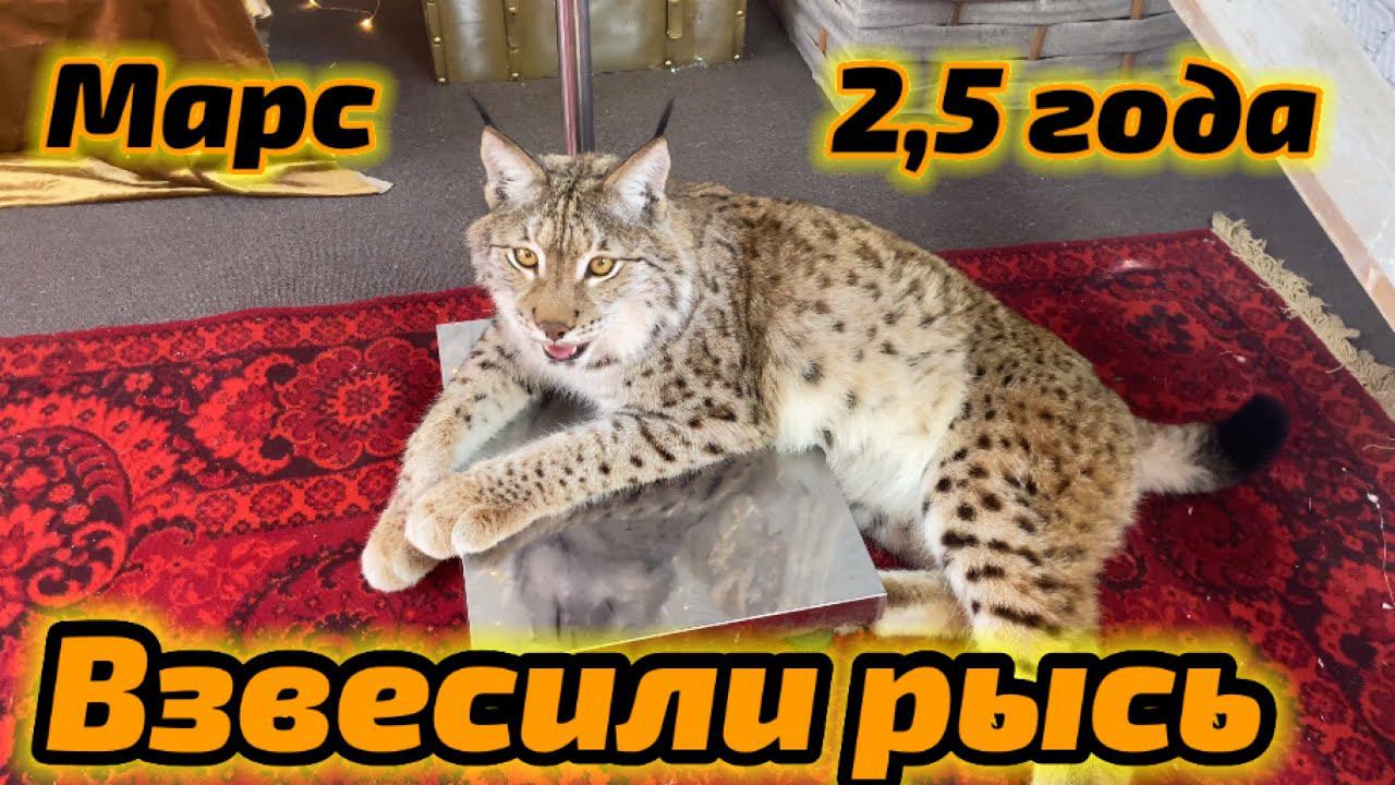 Взвешиваем рысь. Контрольные замеры 2,5 года