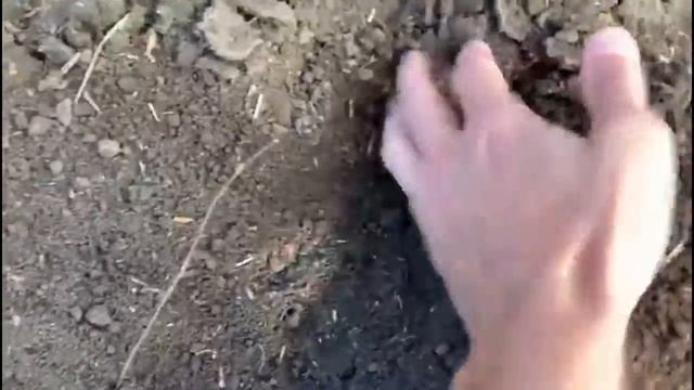 Результаты испытаний модернизации сеялки СЗ 3,6 смотреть онлайн