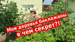 Баклажаны в открытом грунте - мои «золотые» правила выращивания баклажан
