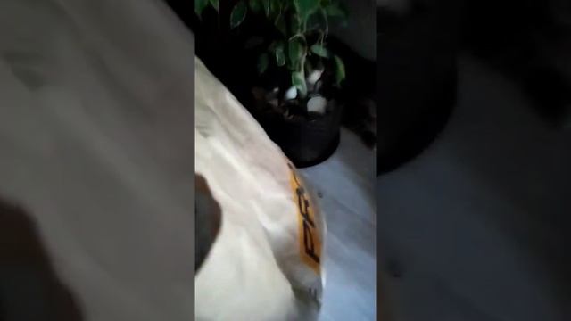 как испугать кота смотреть онлайн