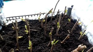 глициния белая, черенкование.