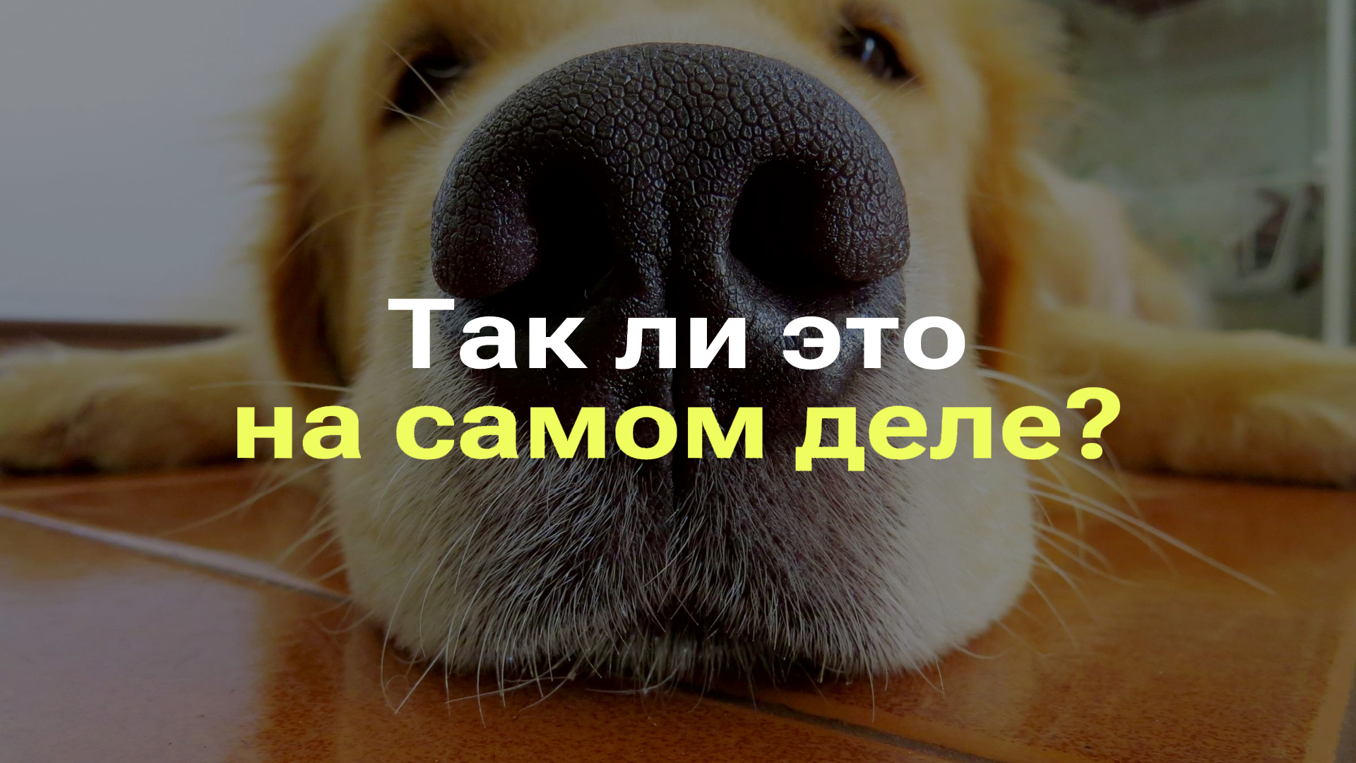 ХОЛОДНЫЙ НОС У СОБАКИ ПРИЗНАК ЗДОРОВЬЯ I ЧТО ЗНАЧИТ МОКРЫЙ ХОЛОДНЫЙ НОС У СОБАК I РАЗБОР СТЕРЕОТИПА смотреть онлайн