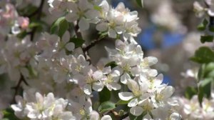 Один раз в год сады цветут