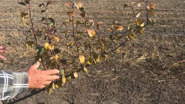 Формировка сливы по методу UFO смотреть онлайн