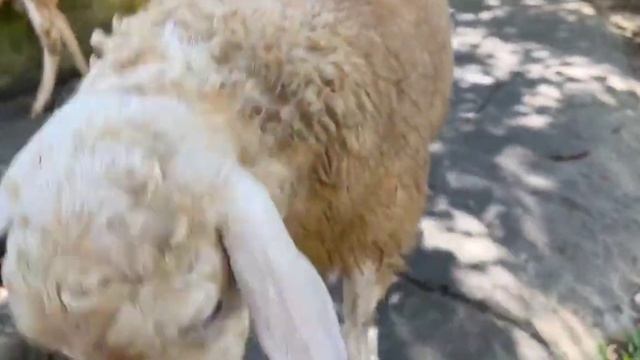 Домашние животные - корова, утка, кошка, собака,лошадь - Звуки животных - Часть 6