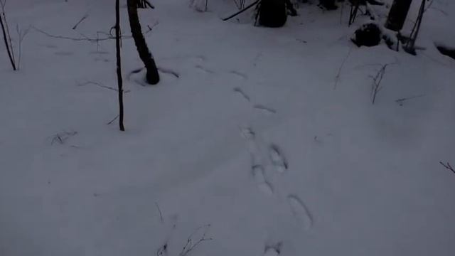 В Лесу Старые Батеки ищу Зимние Грибы. Мои пироги. смотреть онлайн