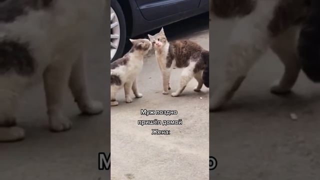 Муж поздно вернулся домой смотреть онлайн