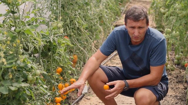 РАННИЕ ТОМАТЫ | ИДЕАЛЬНЫЕ СОРТА ДЛЯ ТЕПЛИЦЫ смотреть онлайн