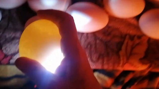 Инкубация гусей. Мытье и закладка яиц. Часть 1 смотреть онлайн