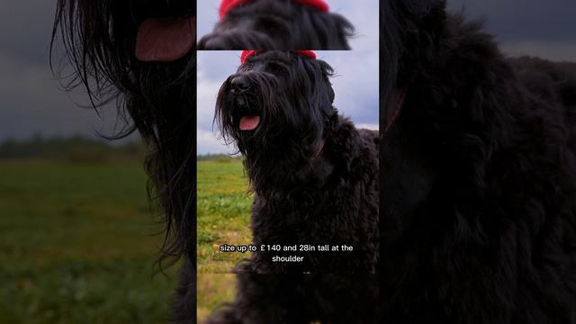 Black Russian Terrier