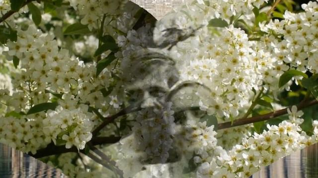 Черемушки - 40 лет моей жизни... смотреть онлайн