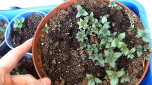 Посадка ахименеса - ленивый способ