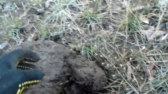 Поиск монет в урочище смотреть онлайн