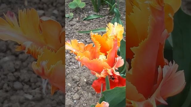 Тюльпан Эмейзинг Пэррот (Tulipa Amazing Parrot) смотреть онлайн