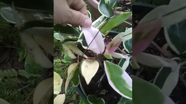 Hoya Carnosa" Krimson Queen" Tricolor смотреть онлайн