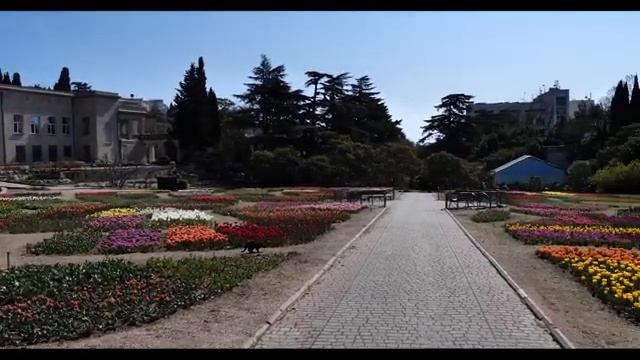 Парад тюльпанов в Никитском ботаническом саду 02.04.2020 смотреть онлайн