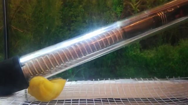 Нерест суматранских барбусов (часть вторая) смотреть онлайн