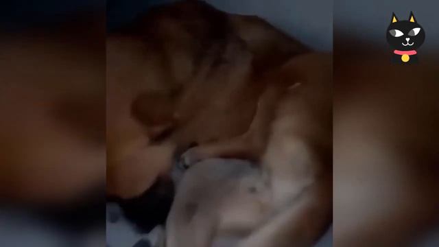 Собака лежала недалеко от дороги, она и не надеялась встретить тут кого-то смотреть онлайн