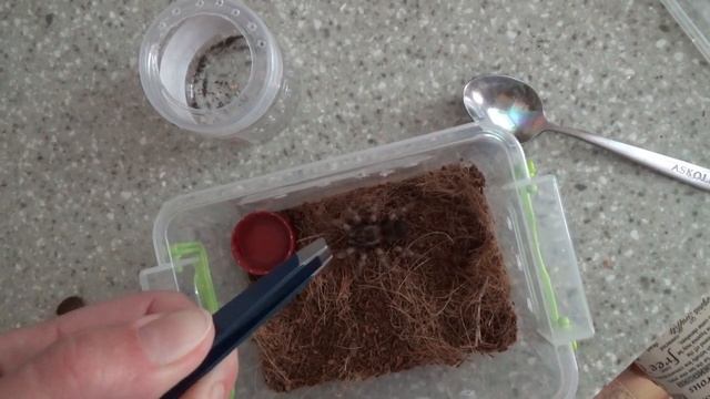 Мой первый паук! Паук птицеед для новичка + кормежка паука смотреть онлайн