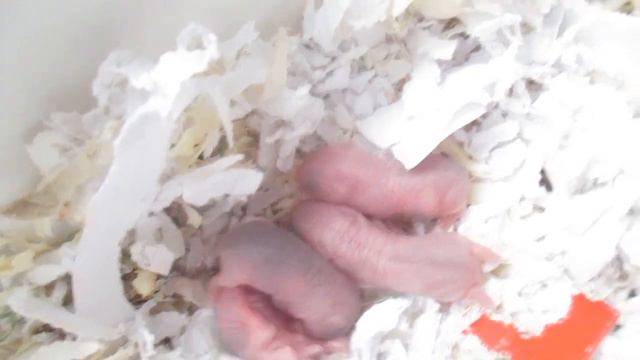 джунгарские хомячки 3 часа после рождения