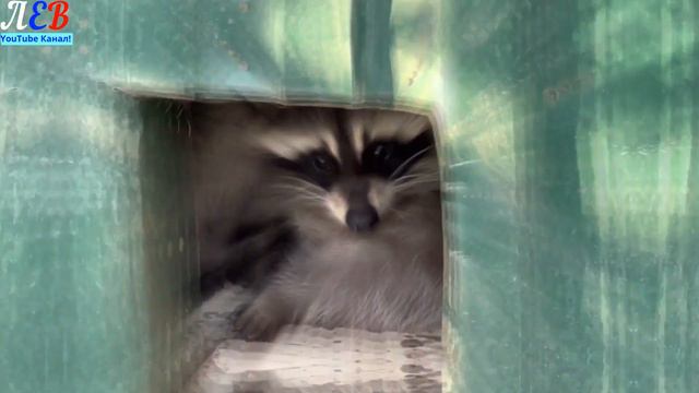 Обитатели Парка Львов Тайган! смотреть онлайн