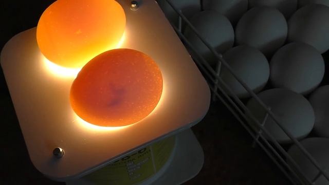 Инкубатор Несушка ФЕРМЕР наклонные лотки. Обзор инкубатора. Часть 2. смотреть онлайн