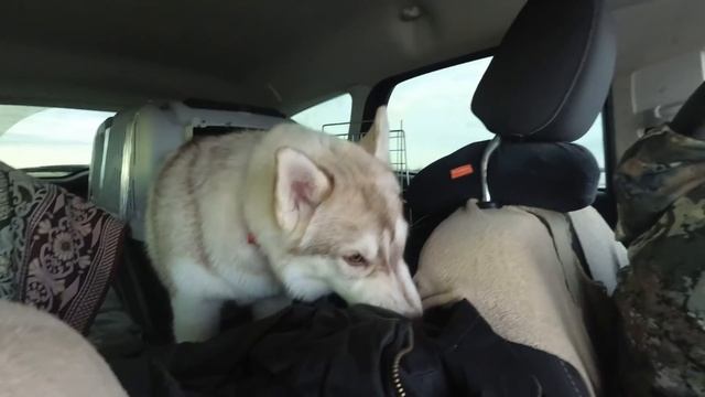 Поездка Иришки за билетом домой г.Великий Новгород( видео от 01.04.19) смотреть онлайн