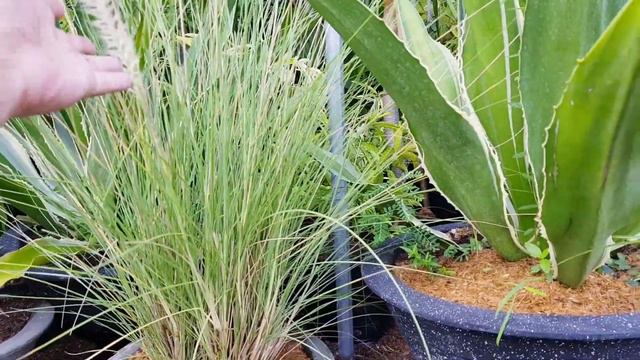 Plant Haul Certified Plantito, Plantita! смотреть онлайн