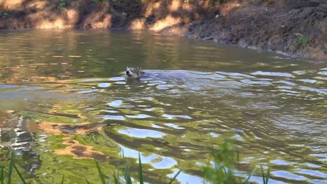 Дурдом на озере в замедленной съемкой. Волки сходят сума. Волчица Луна прячется от кобелей в озере