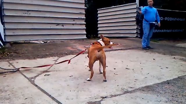 АСТ БЭСТ ЭЛЛИ'С ДУКАТИ РОЯЛ ГОЛД. Силовой треннинг стаффов. Подход1. смотреть онлайн