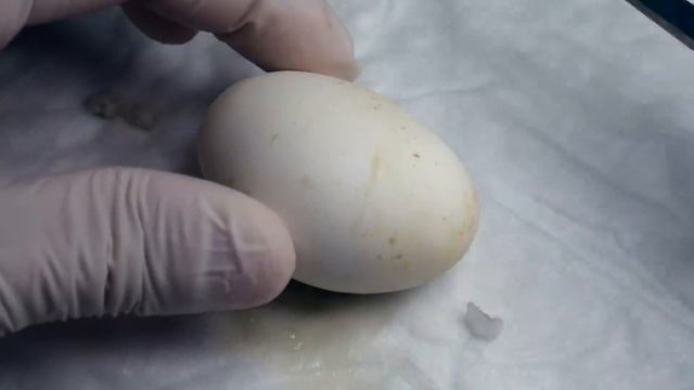 ВСКРЫВАЕМ ШЕСТЬ ЯИЦ С КОБРАМИ ВНУТРИ. Разведение Naja Annulifera