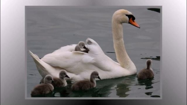 Гуси-Лебеди смотреть онлайн